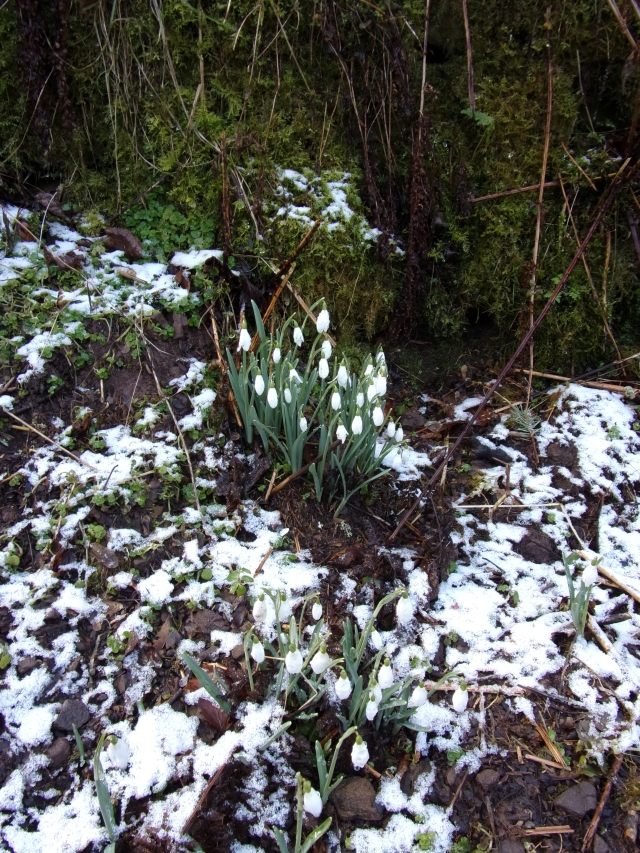 snowdrops braving the icy weather